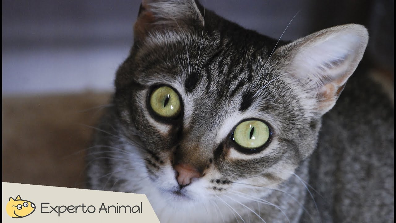Gato común europeo - Mascotas perfectas para casa