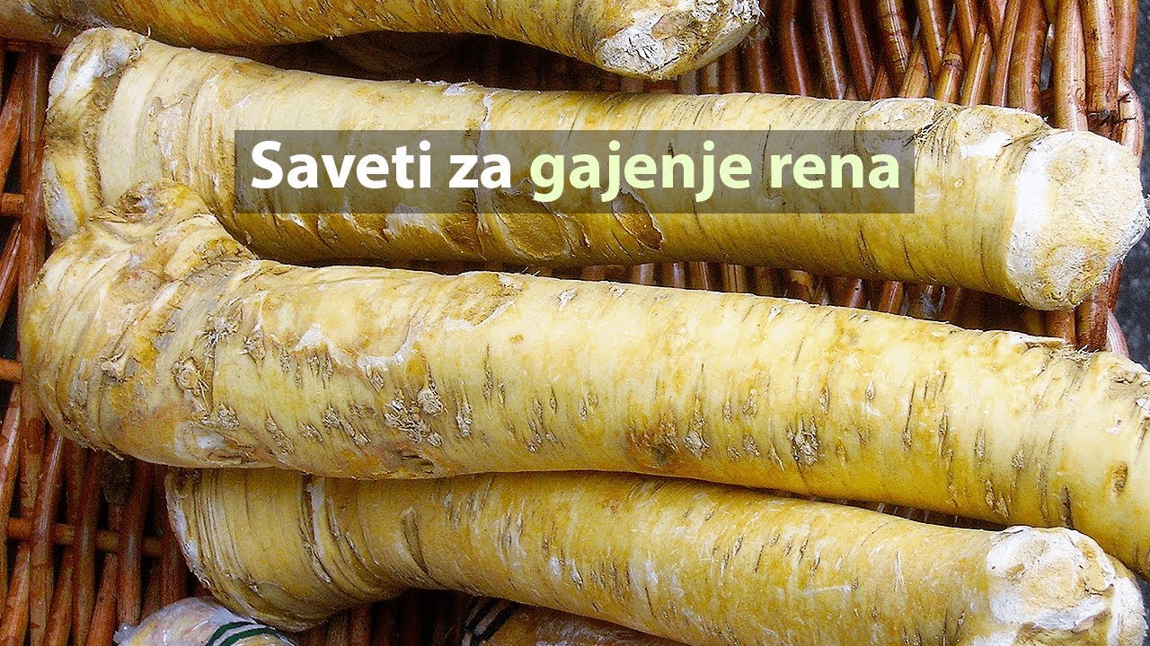 Saveti za gajenje rena