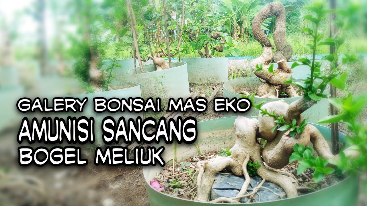 SANCANG BOGEL MELIUK AMUNISI THE MAX DI GALERY BONSAI MAS EKO