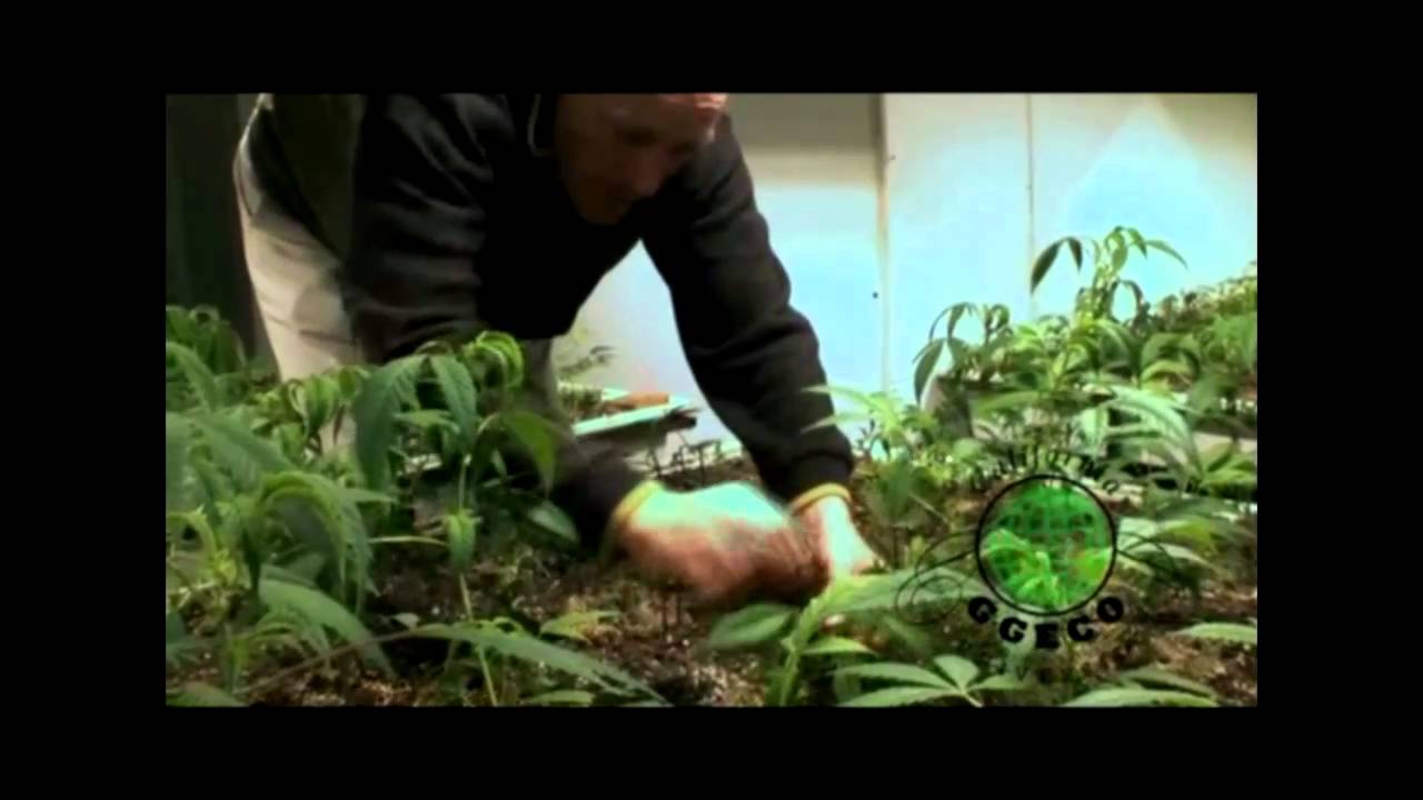 GGECO en Espanol - Super Cultivo