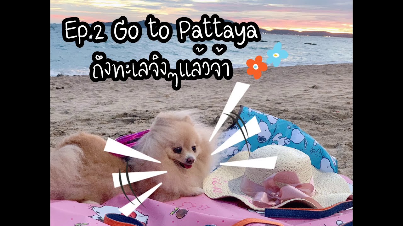 พาน้องหมาไปทะเล EP.2 go to pattaya/zinggen ya