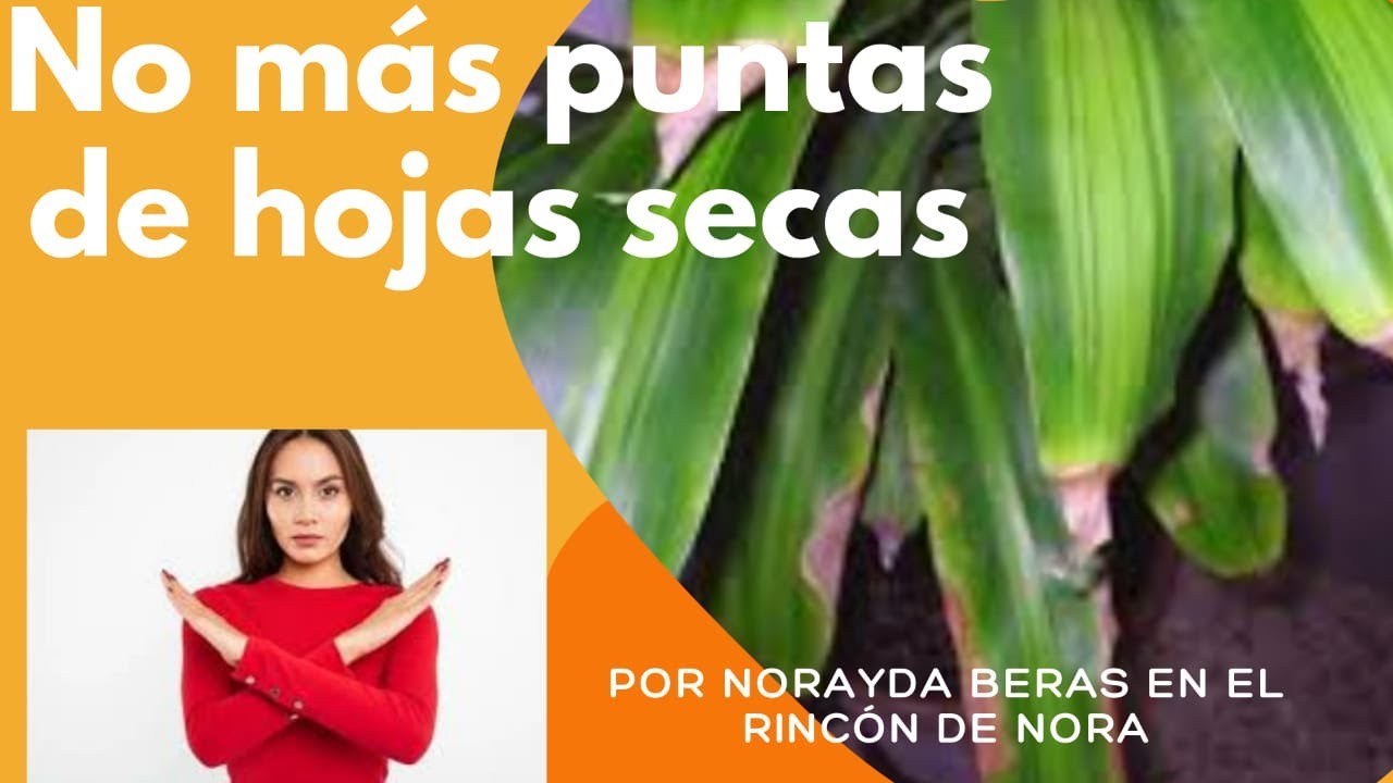 Razones por las que tus plantas tienen PUNTAS SECAS🤔 |El Rincón de Nora|