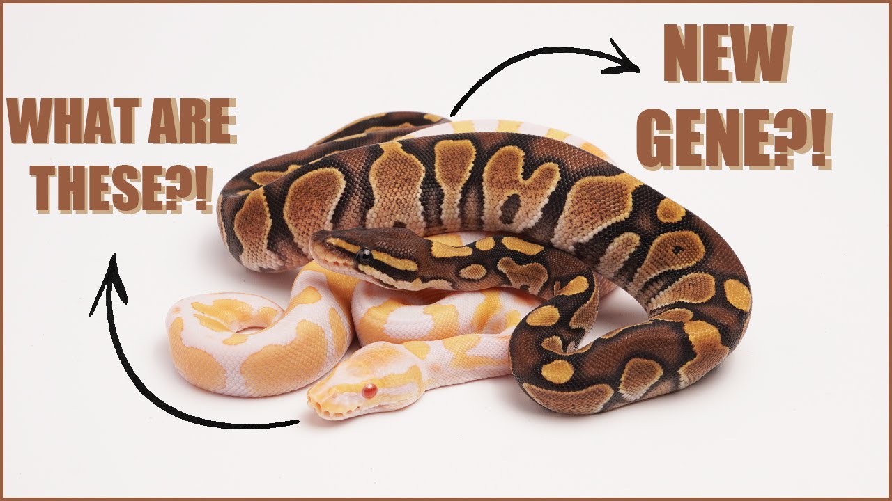 Secrets of the New Ball Python Gene Revealed?!