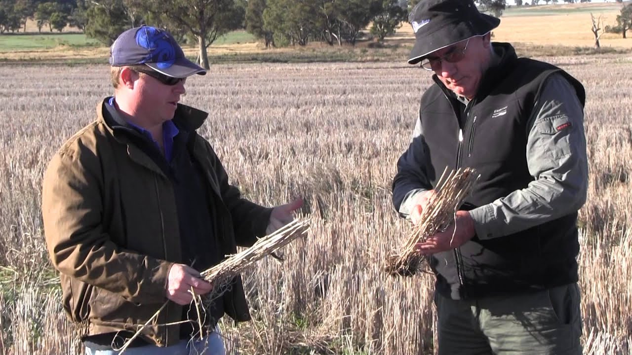 Over the Fence: Stubble management protects yields from yellow leaf spot - Dec 2012