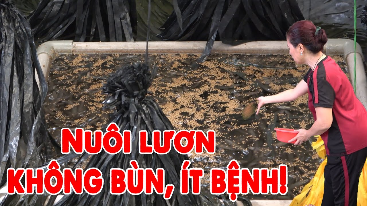KINH NGHIỆM NUÔI LƯƠN KHÔNG BÙN, ÍT BỆNH | TRANG TRẠI KHÁNH NGUYÊN -TẬP CUỐI.