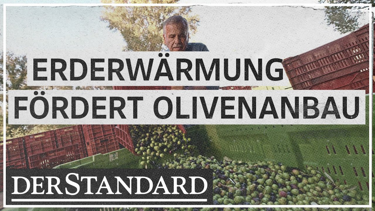 Erderwärmung fördert Olivenanbau in Bosnien und Herzegowina