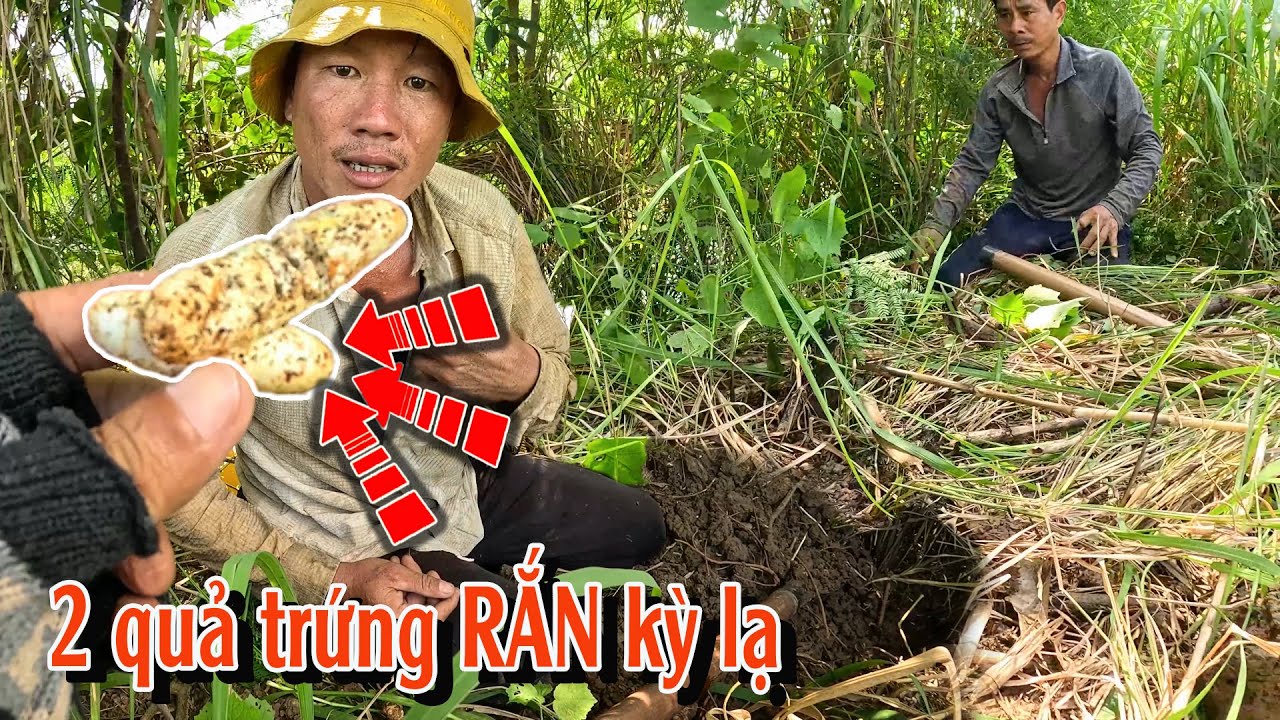 Thợ Săn lão luyện cũng không biết hang Rắn gì? cho đến khi bắt được cả cặp | TGSB #989