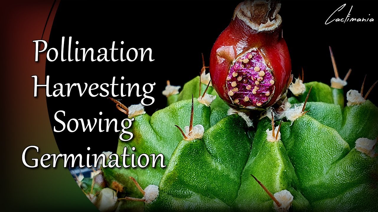 How to Grow Cactus from Seed | From Pollination to Germination | Cacti & Succulents