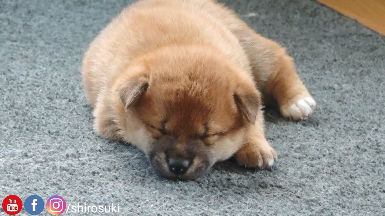 The way she sleeps ❤️