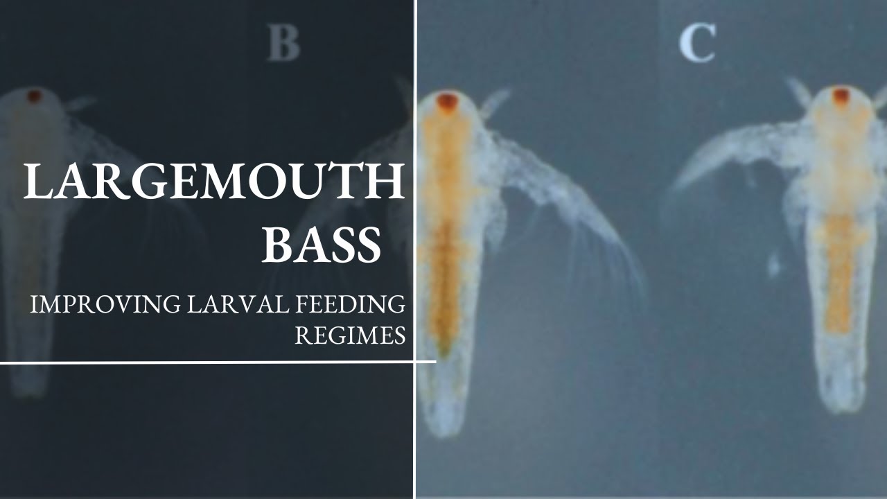Improving Feeding Regimes for Larval Largemouth Bass