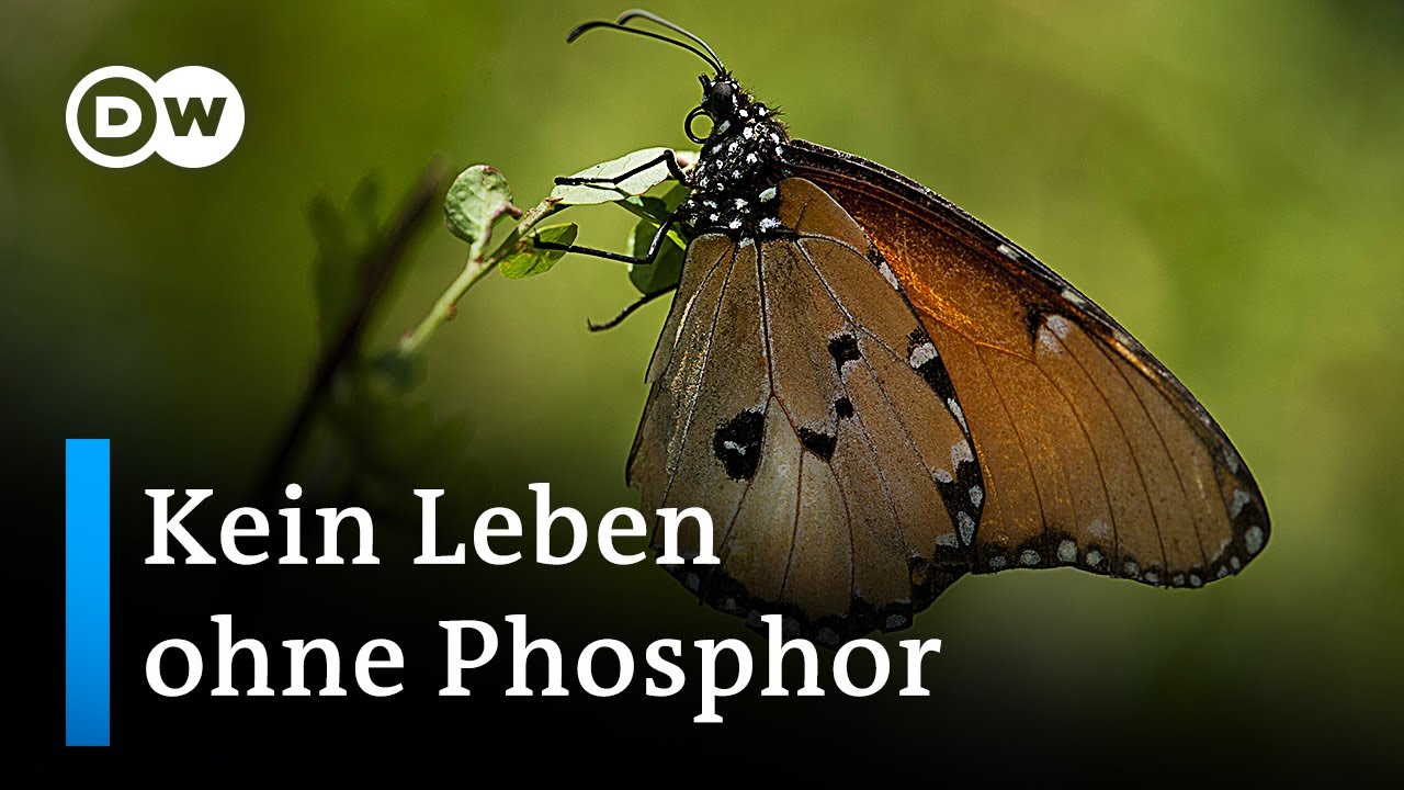 Der Menschheit geht der Phosphor aus | DW Nachrichten