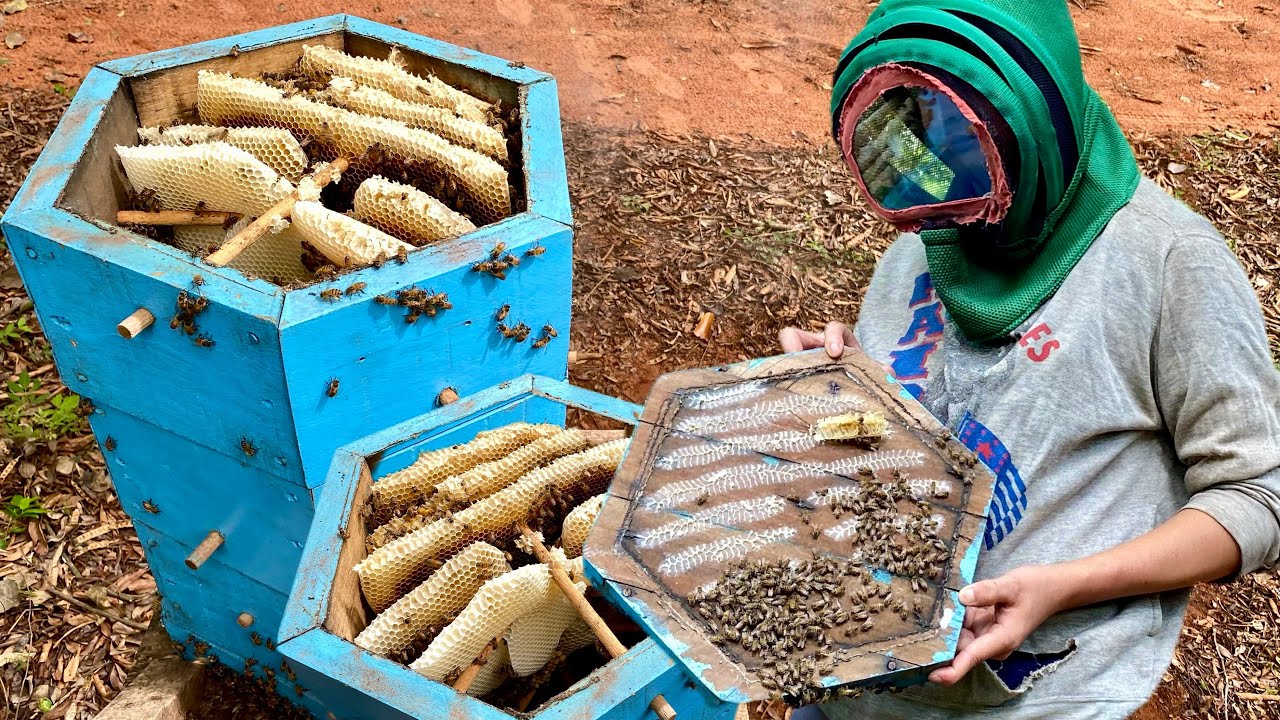 ¿Te imaginas cómo crece un enjambre🐝 en un Colmena Peroné?