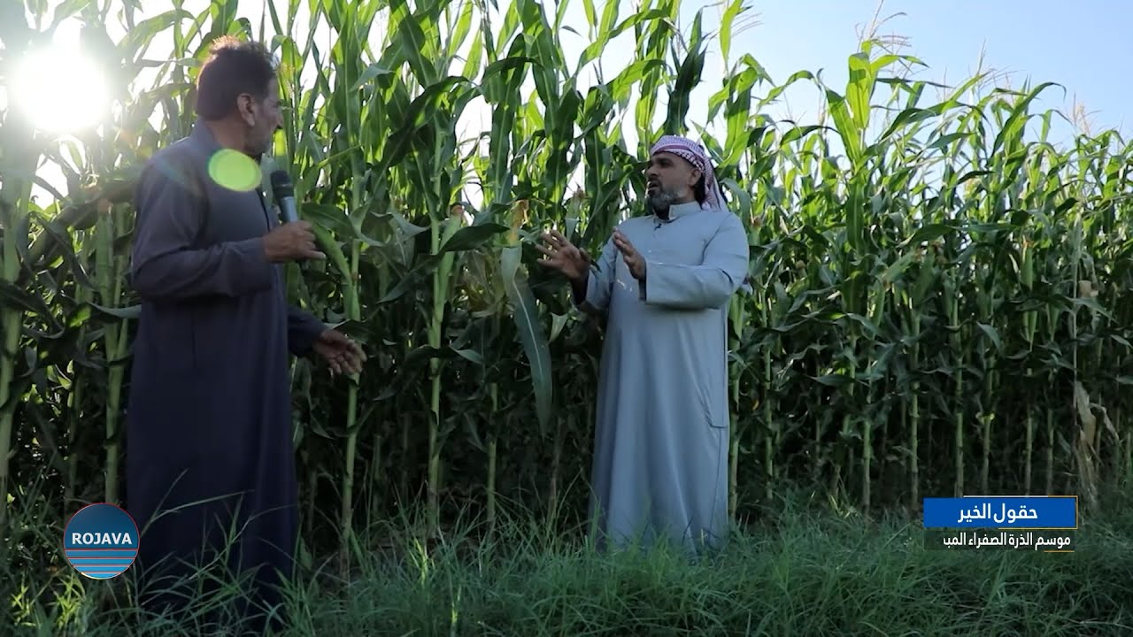 حقول الخير 27-7-2024