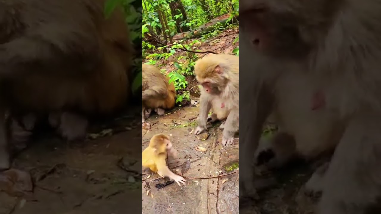 mam&aacute; mono le pega a su hijo video #shorts #funny