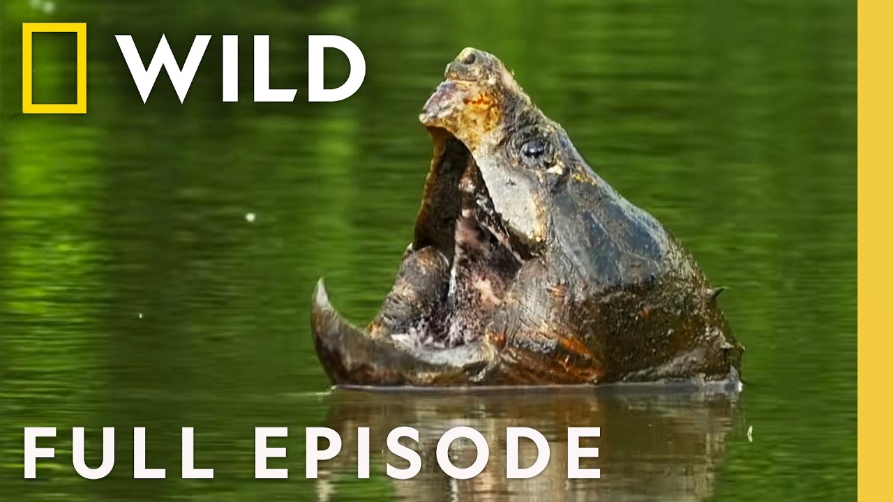 The Mighty Mississippi (Full Episode) | America the Beautiful | Nat Geo Animals