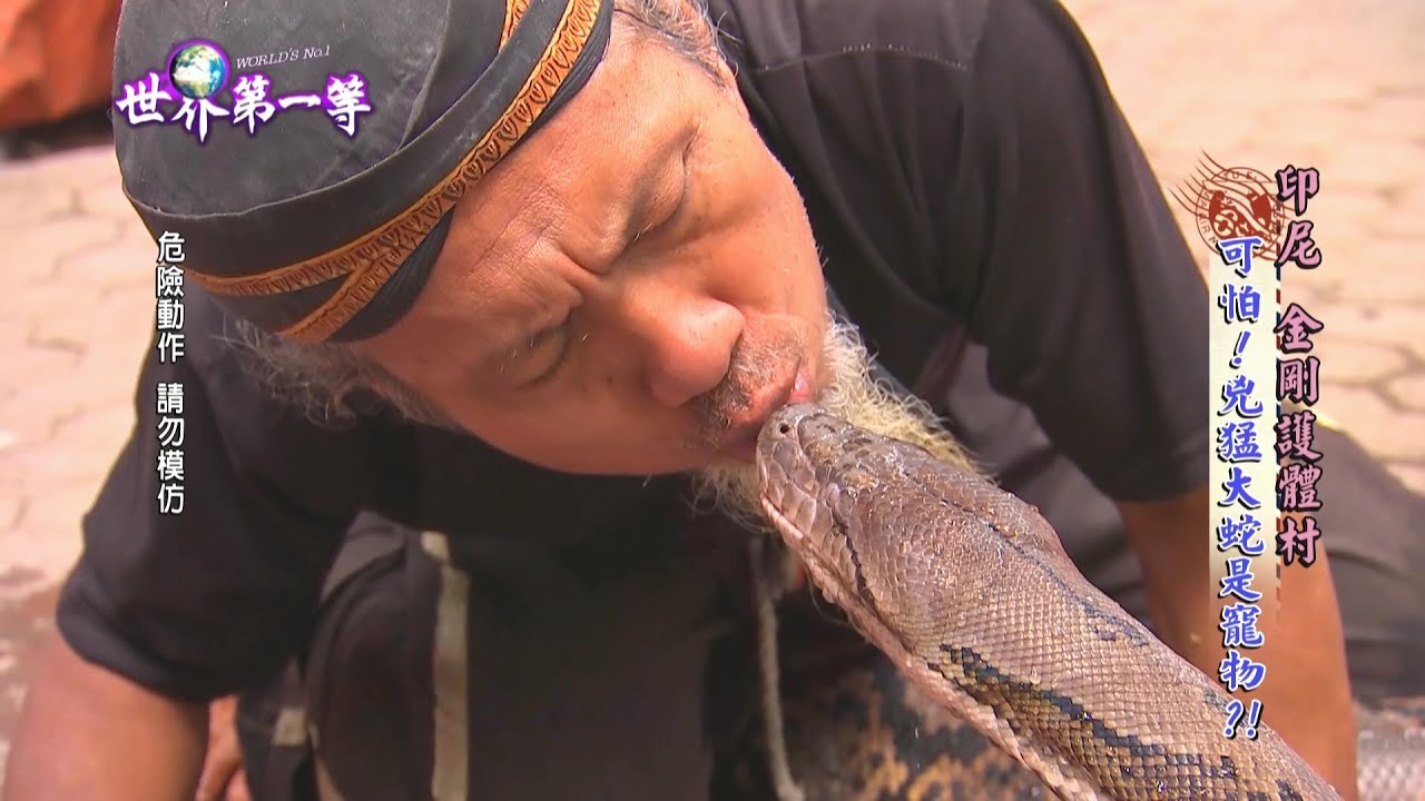 【印尼】驚！金剛眼鏡王蛇當寵物...｜《世界第一等》749集精華版