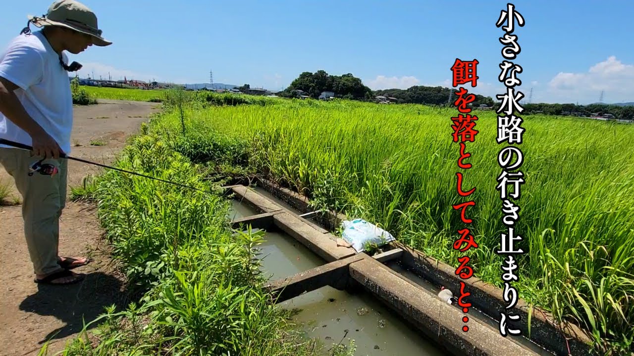 小さな水路の行き止まりで釣りしてみると…最後に・・・