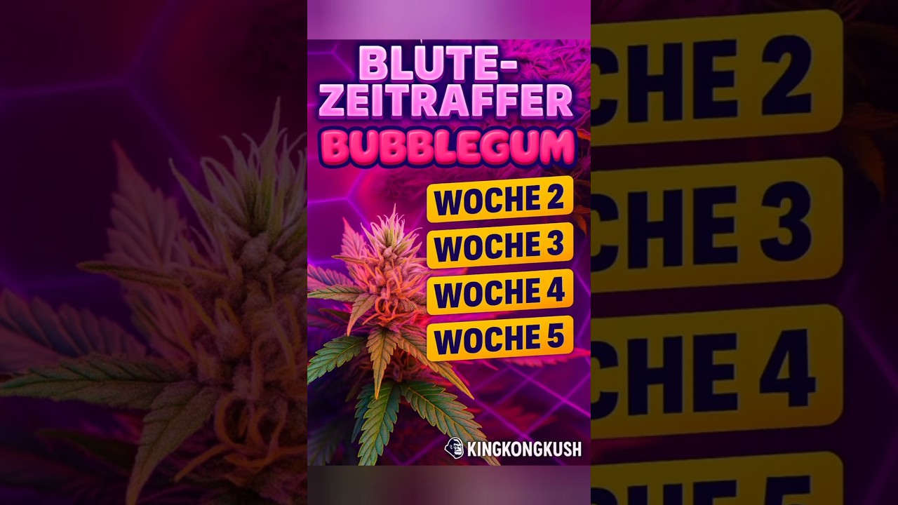 💥 Bubblegum eskaliert im Netz &ndash; Woche 2 bis 5 im Timelapse!