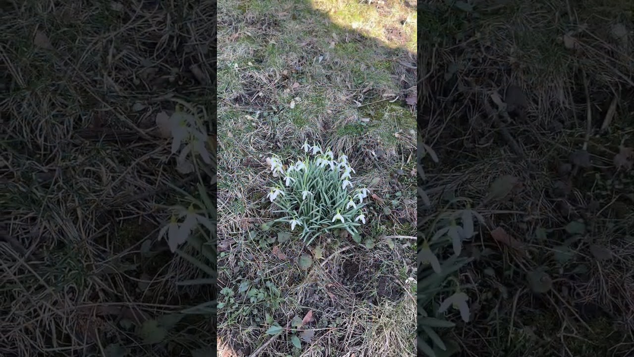 March Flowers and Trees Budding   #spring #amazing #strangerthings