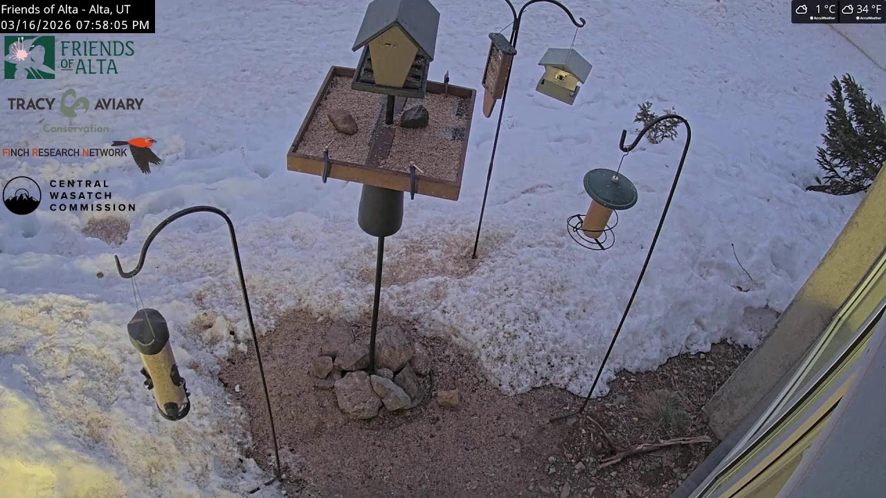 2026-03-16 - Day - Friends of Alta - Alta, UT - Live Stream Bird Feeder Cam (FiRN)