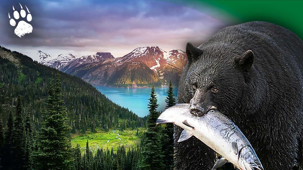 КАНАДА Sauvage 🇨🇦: По следам ГРИЗЛИ 🐻🍁 – Британская Колумбия – Документальный фильм – AMP
