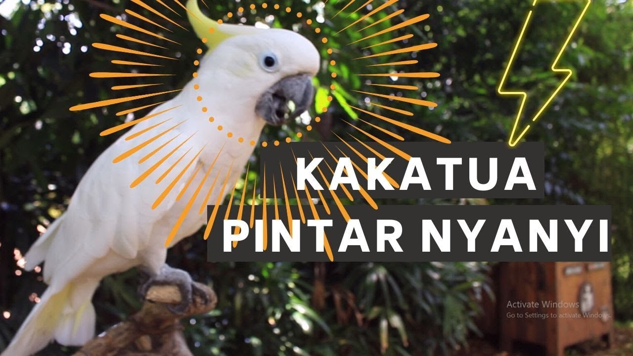 BURUNG KAKATUA PINTER NYANYI
