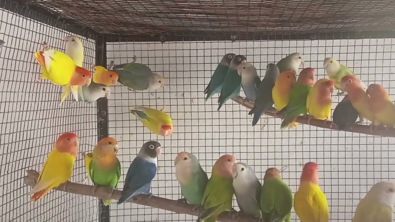 African Lovebirds / Agapornis roseicollis / Lovebirds ❤️