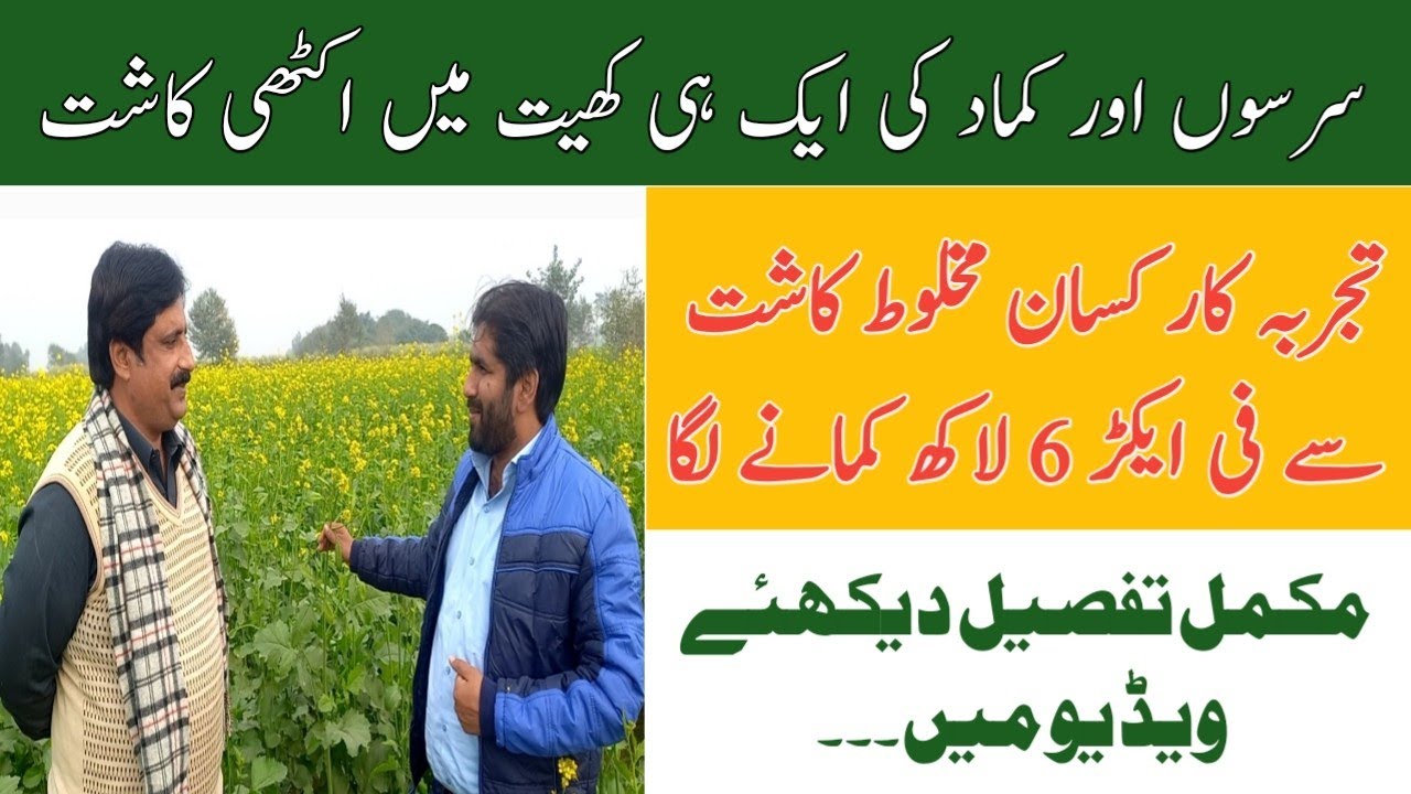 Intercropping of Mustard and Sugercane | Best Intercropping Technique |سرسوں کینولا اور گنا ایک ساتھ