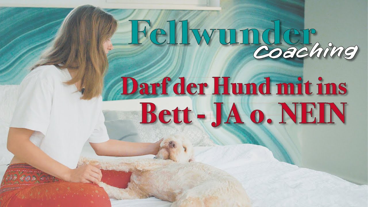 Darf der Hund mit ins Bett JA o. NEIN // Fellwunder Coaching 🐕