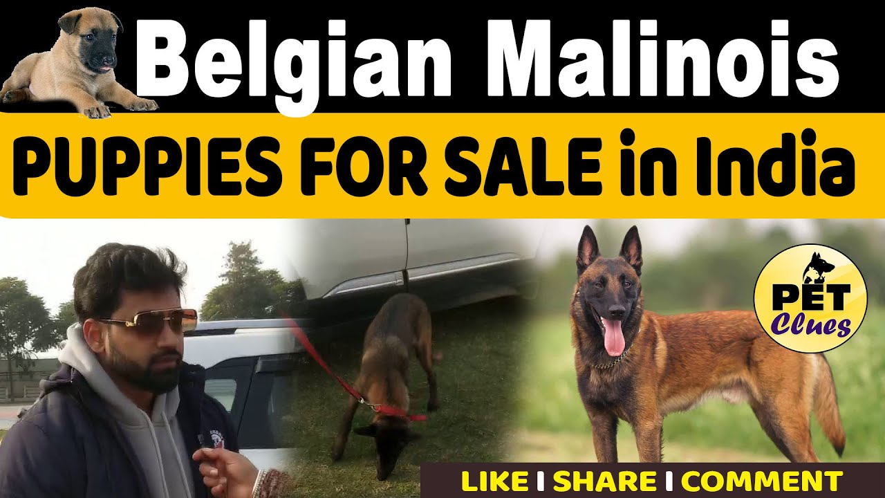 belgian malinois - PUPPIES FOR SALE in India  |belgian malinois athletes dog  II PET CLUES
