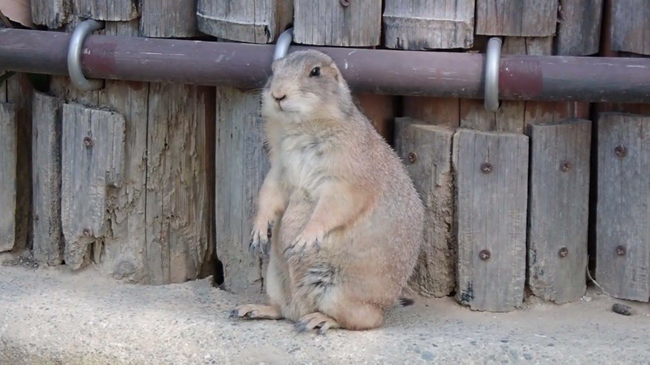 プレーリードッグ＠熊本市動植物園25/10/29