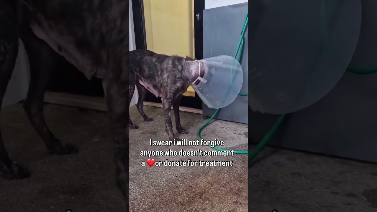 #Repost REGI [Update]She has already been spayed and her mange treatment is nearing completion.