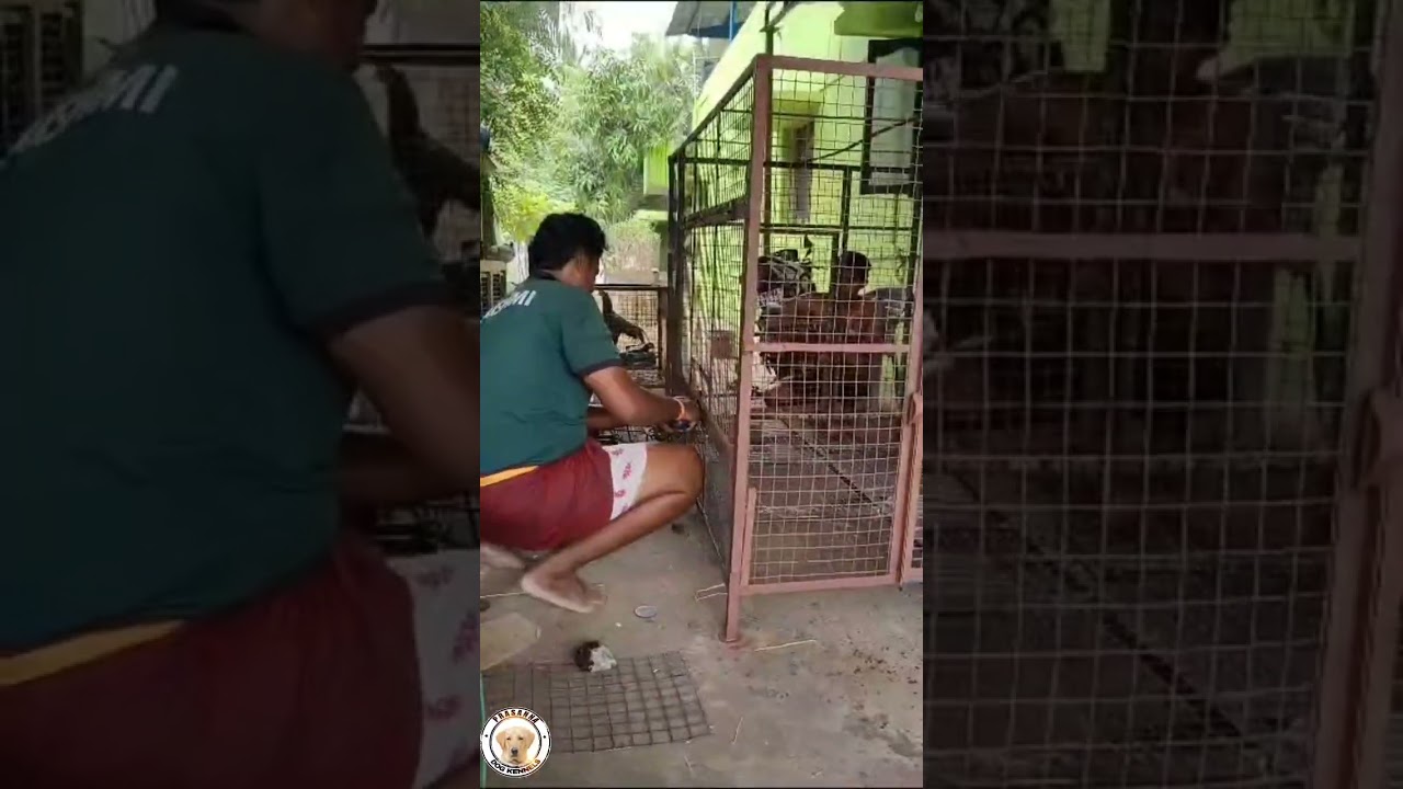 Alangu bully kutta dog cage making video indian mastiff Pakistani mastiff indian bully sindhimastiff