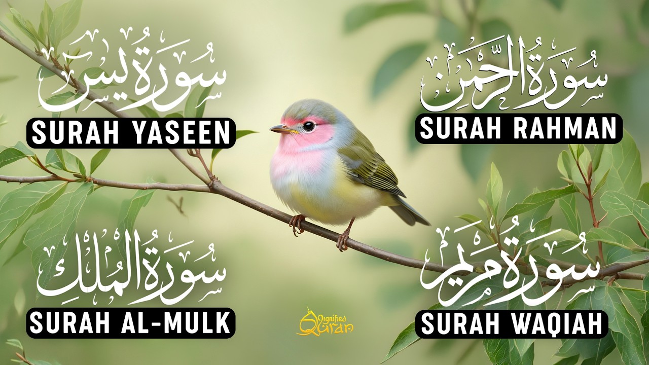 Beautiful Voice Of Surah Yaseen | Surah Rahman | Surah Waqiah | Surah Mulk | Alaa Aqel | Ep-16