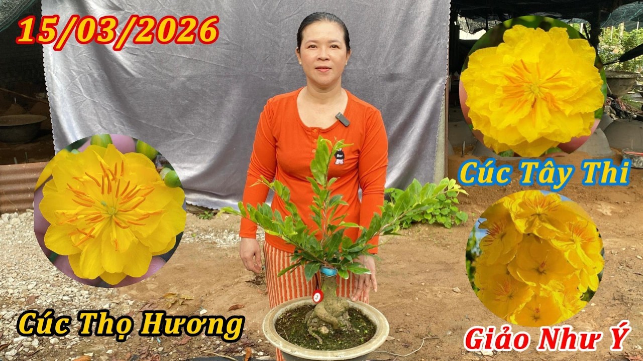 Mai Giống Cúc Thọ Hương, Cúc Tây Thi, Giảo Như Ý Giá Hợp Lý - Mai Vàng Phương Duy