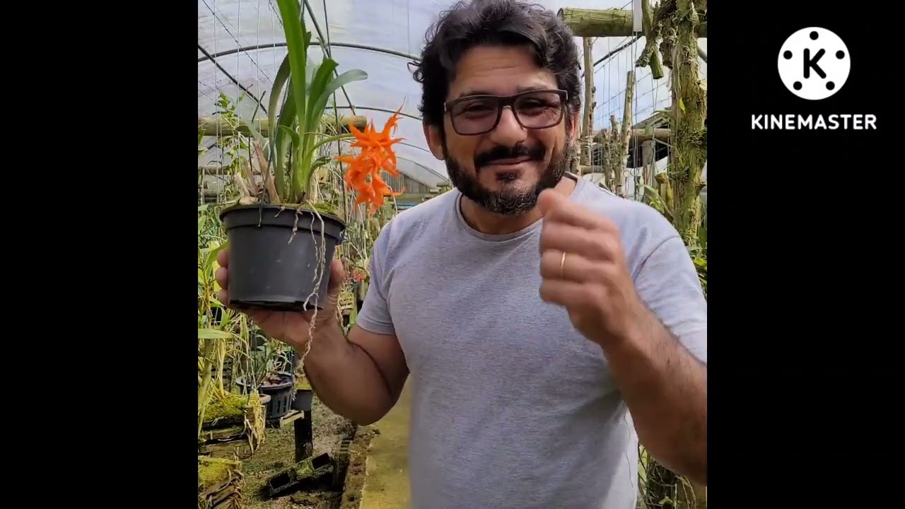 Raridades de Orquídeas na AWZ II