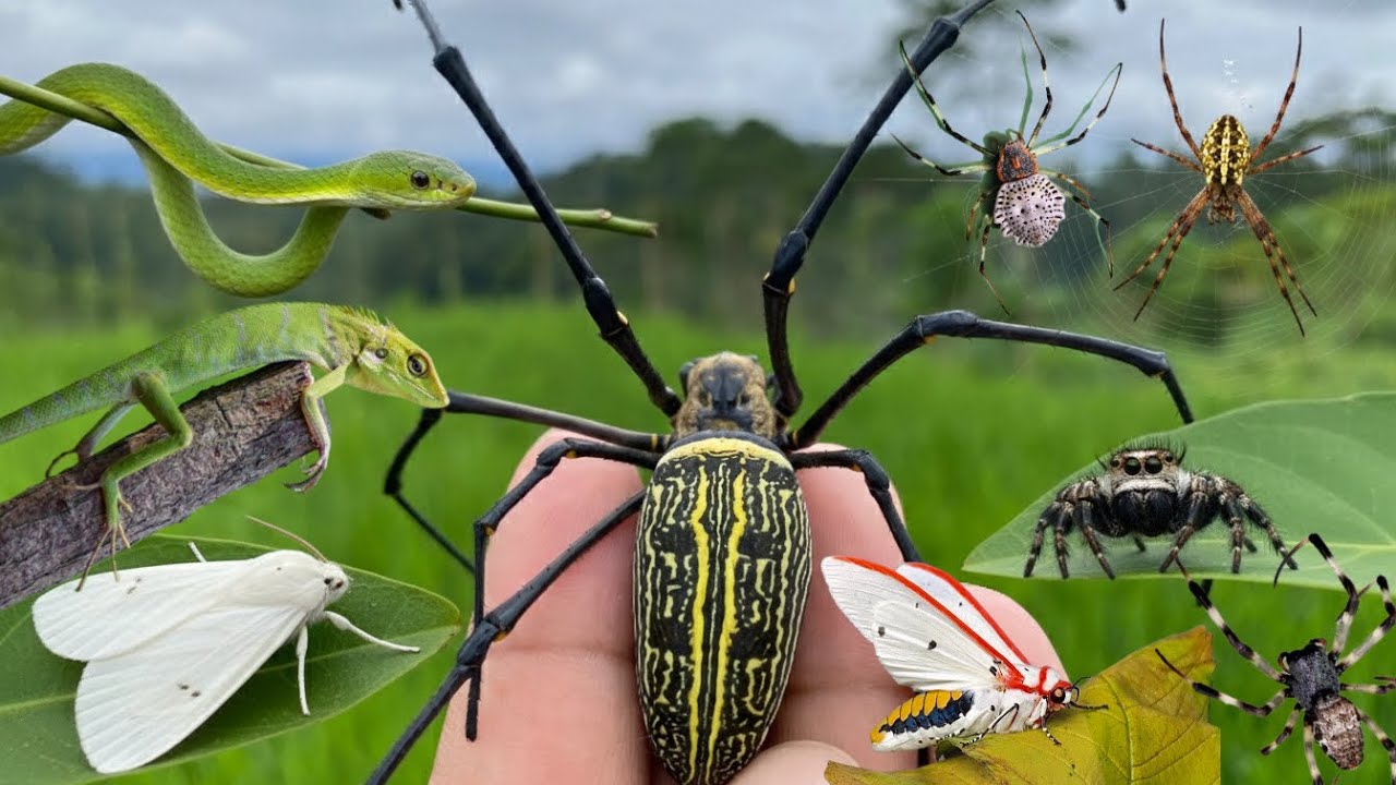 dangerous insects around us