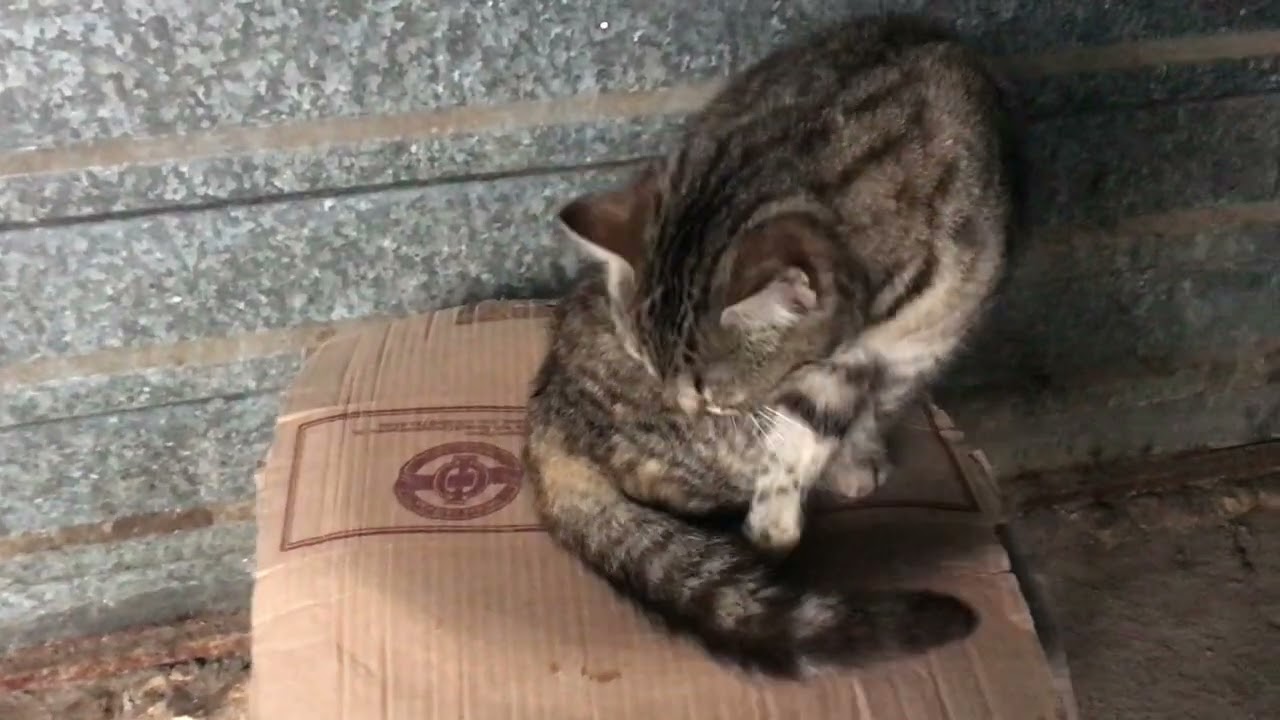 The Stray Cat Doesn't Leave Her Man's Side Even a Step