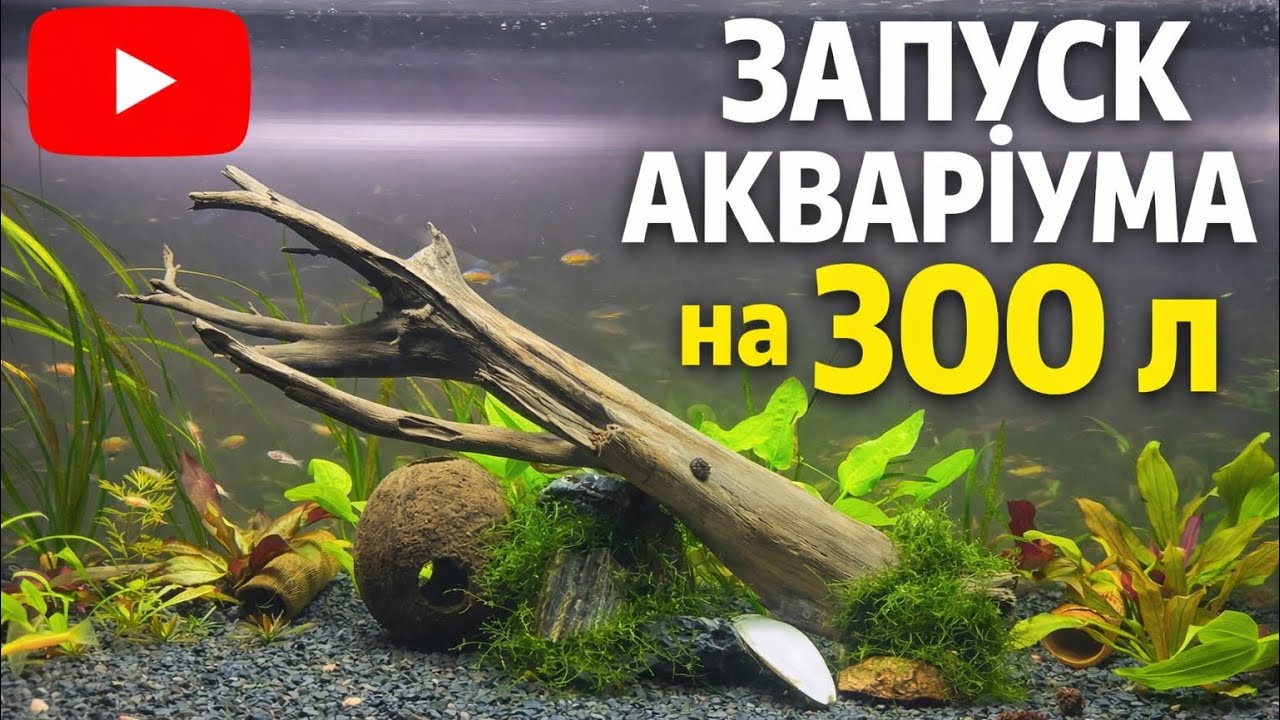 Запуск акваріума на 300 літрів | Повний процес 