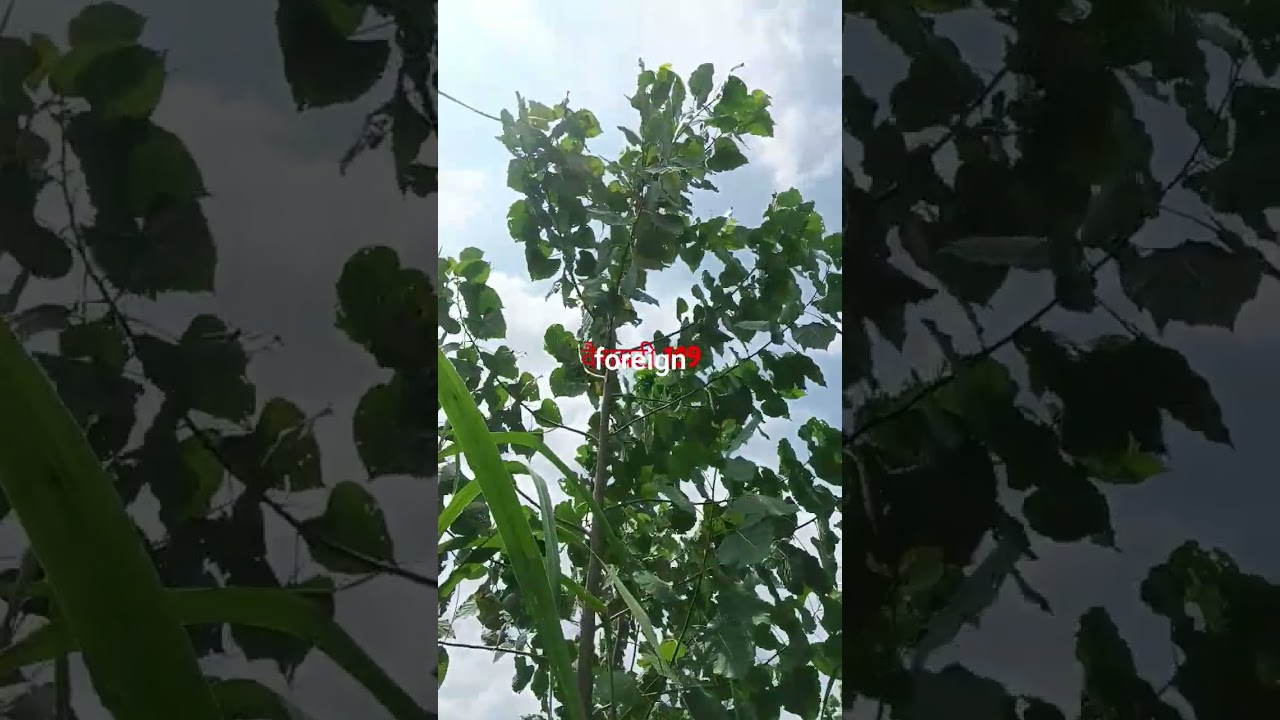poplar farming 
