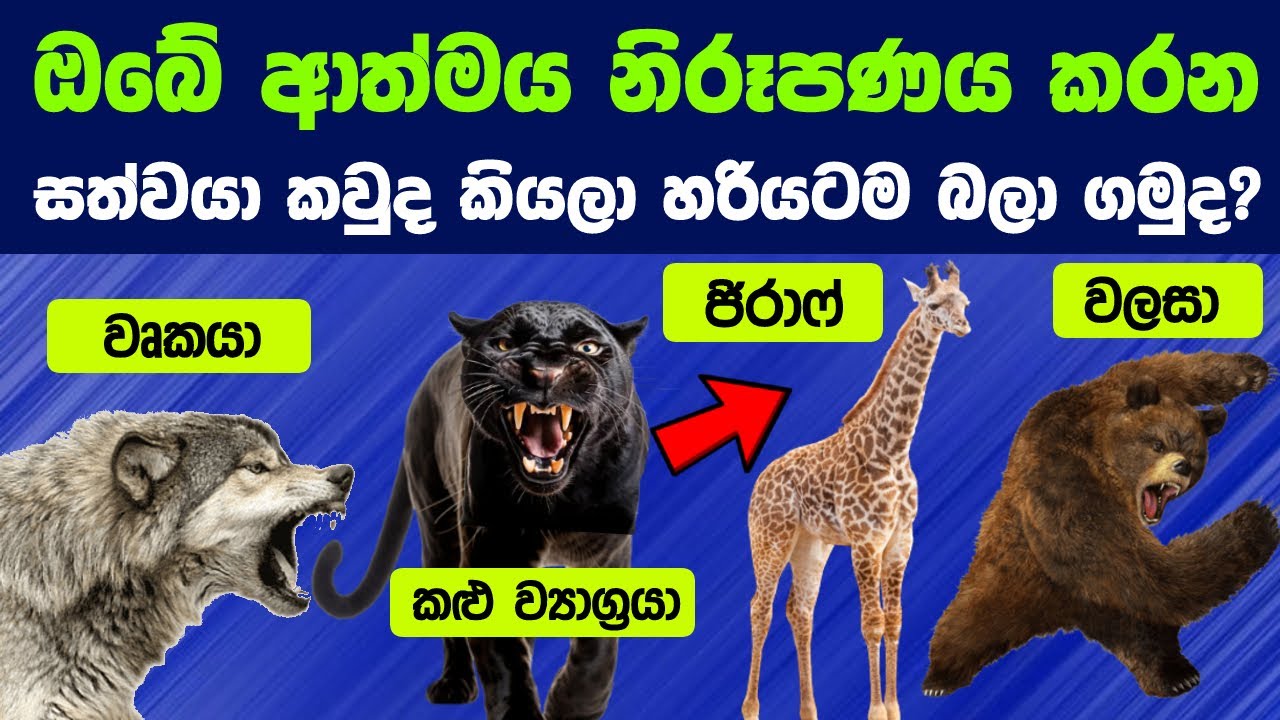 ඔබේ ආත්මය නිරූපණය කරන සත්වයා කවුද කියලා හරියටම බලා ගමුද ? | Let's Find Who is Your Spirit Animal