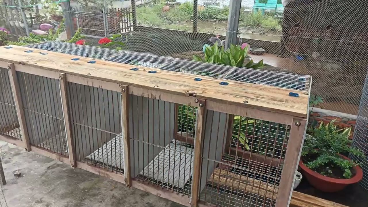 Làm lồng nuôi Chồn Hương thương phẩm