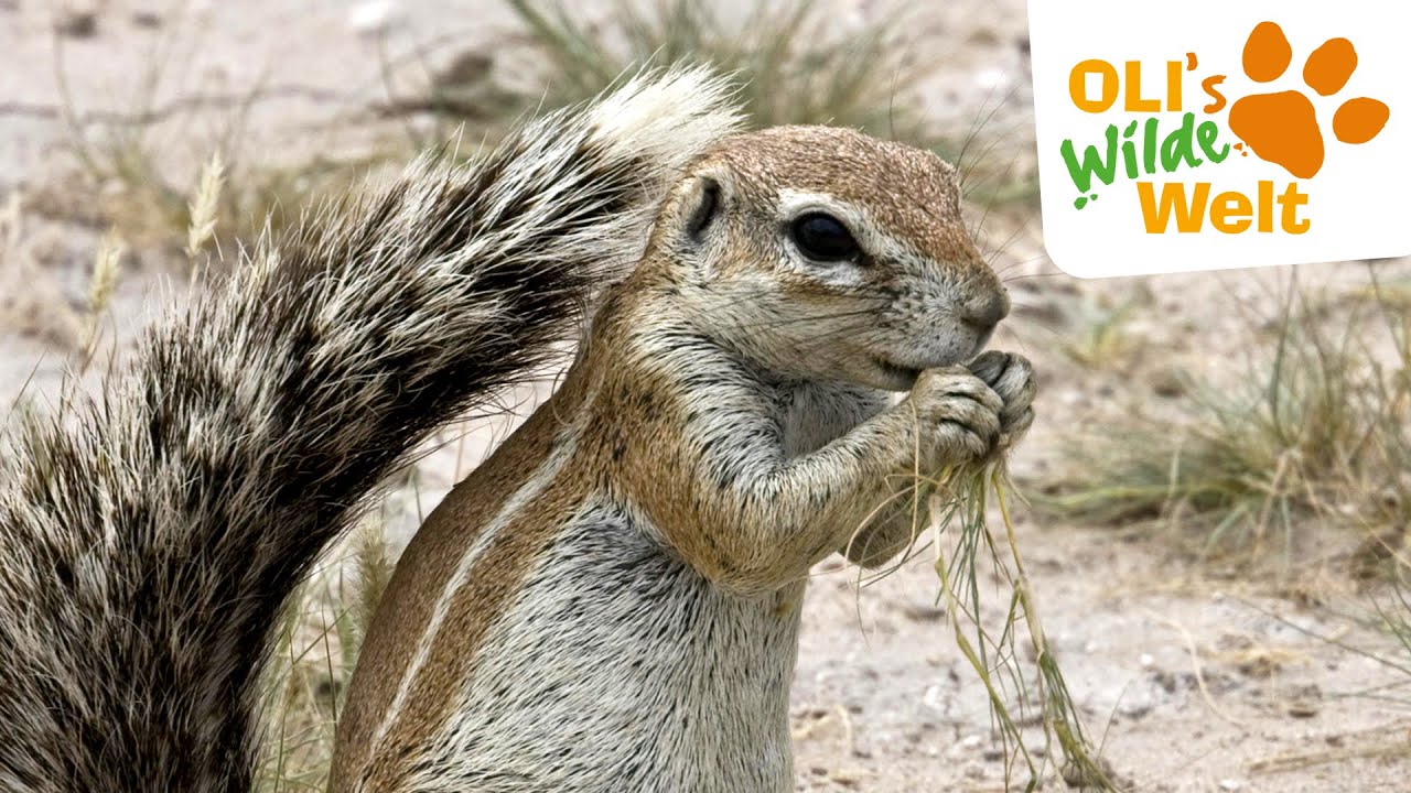 Borstenhörnchen: Der große Sturm | OLI's Wilde Welt
