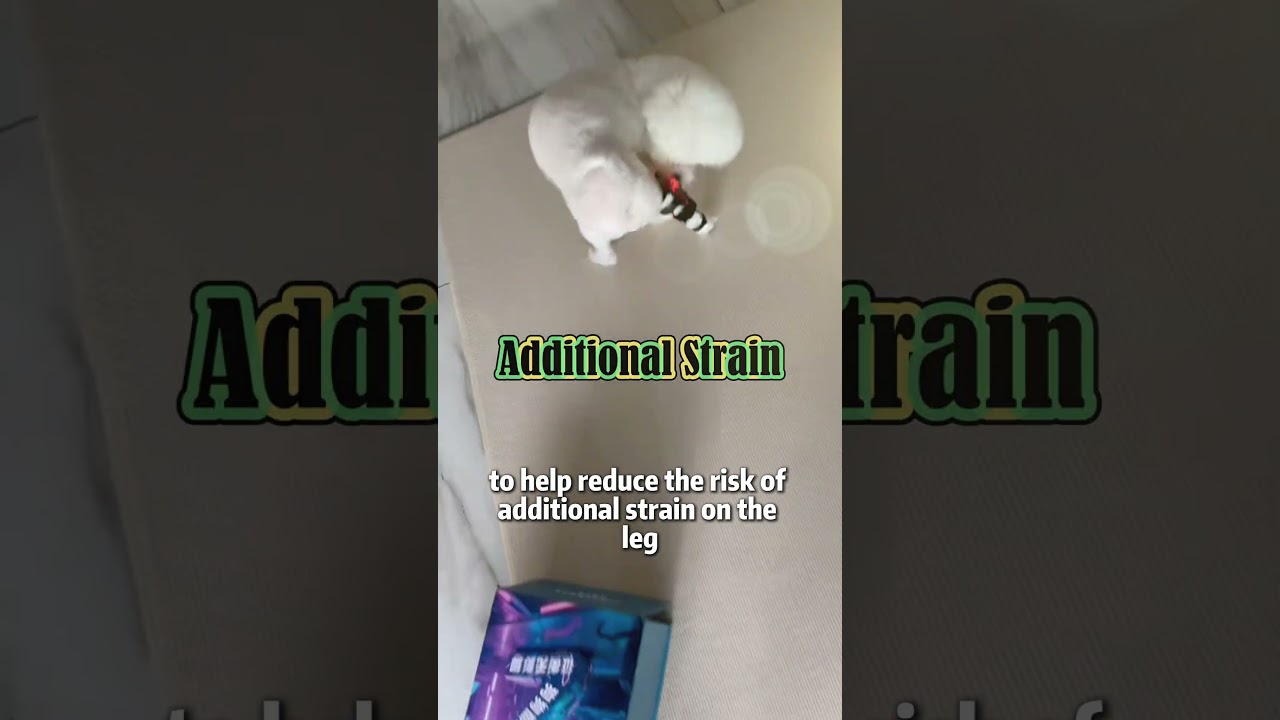 How a Custom Brace Supports a Bichon Frise During Daily Walks 