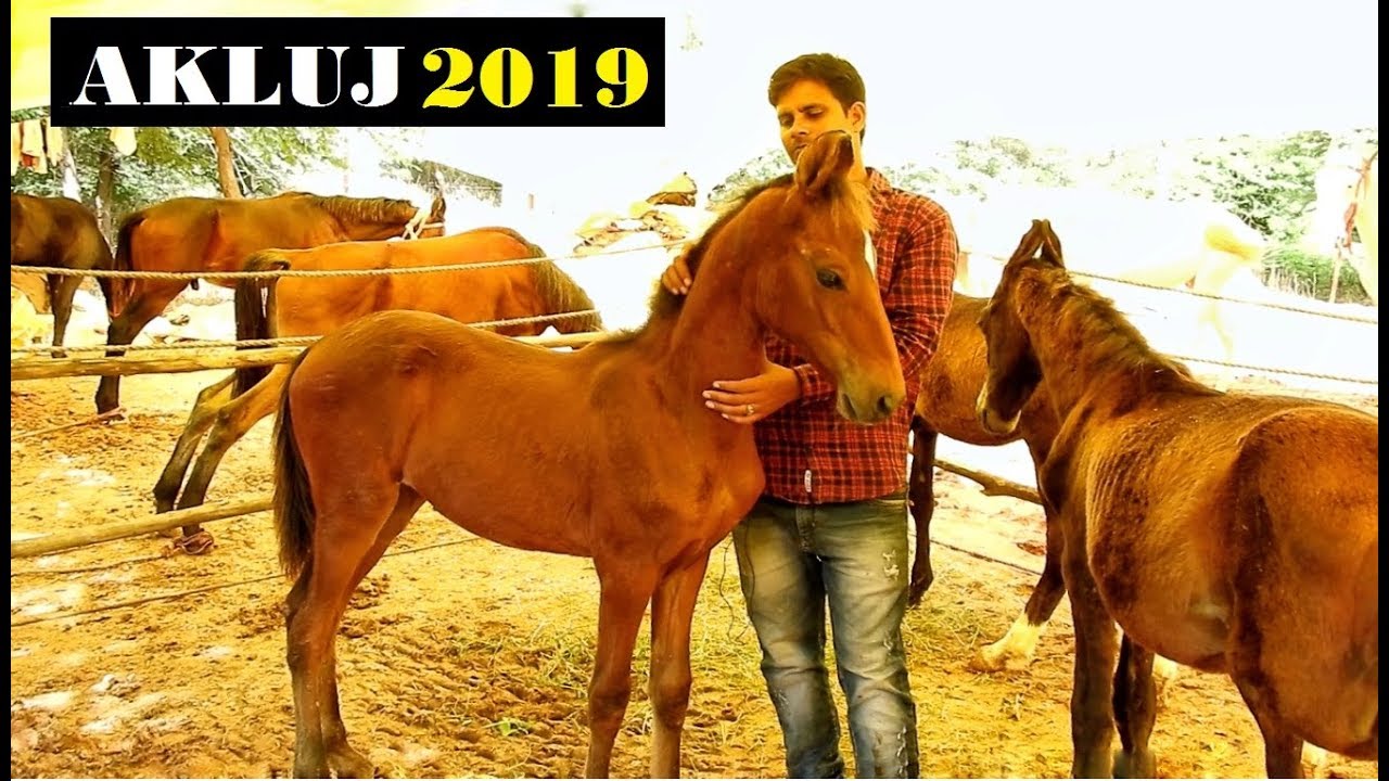 30 घोड़े लाए इस व्यापारिने AKLUJ MARKET मै || Khan Baba