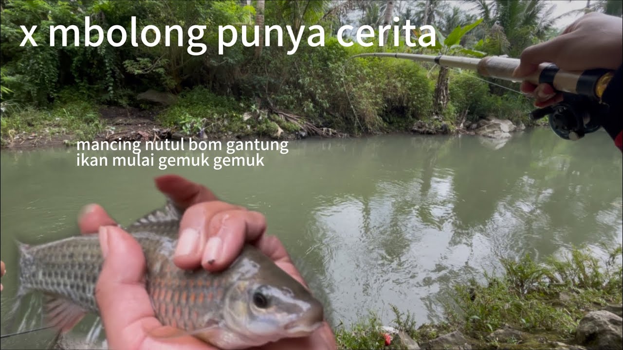 x mbolong berulah lagi ikan mulai besar basar bolo.mancing nutul bom gantung 