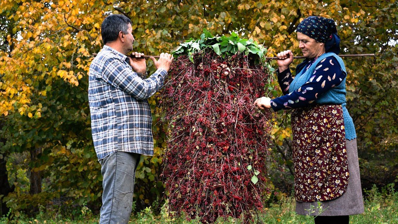 Sezon berberysu &mdash; zbieranie i przechowywanie na zimę 🍒🫙