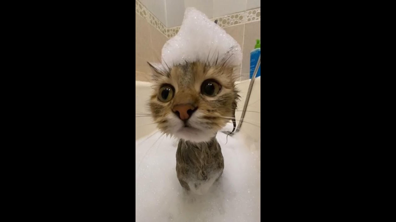 Возвращение в медиа