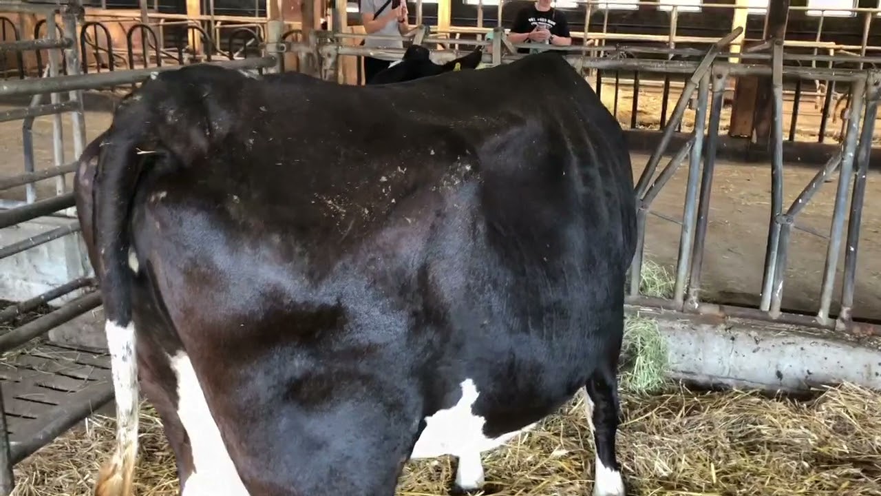 Alwin und Carmen kommen im Tierparadies MUHrielle e. V. an: