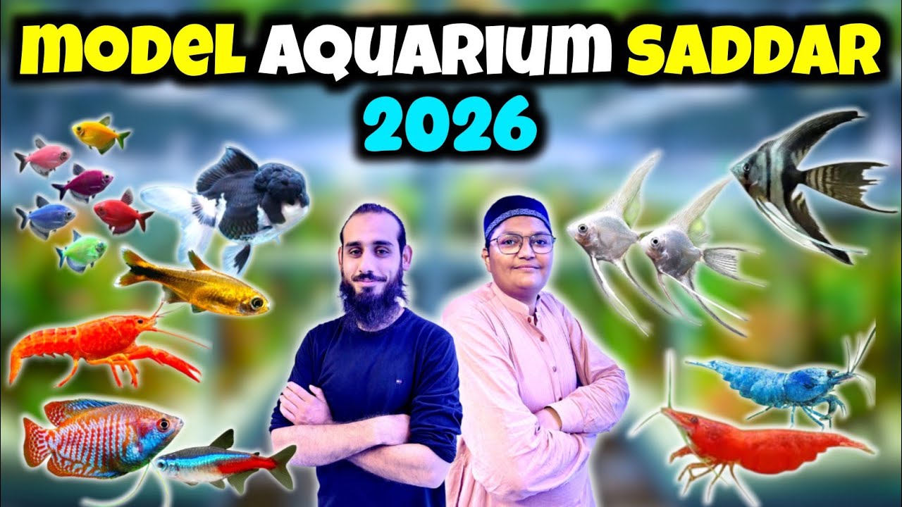 Model Aquarium Saddar Karachi 2026 | Latest Fish, Prices & Full Tour | Kami Razzaq